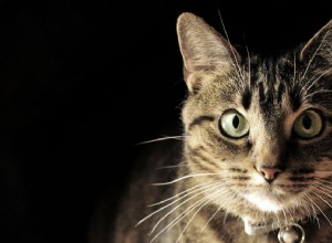 Prévenir le FIV (virus de l immunodéficience féline) et gérer les chats FIV+