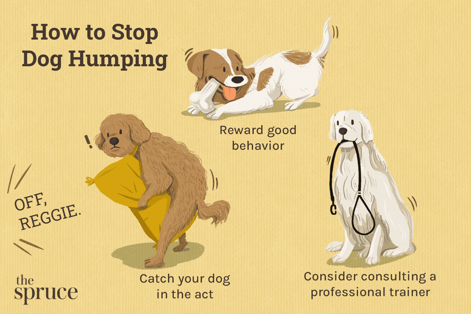 Hur du hindrar din hund från att pucka