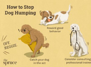 あなたの犬がぶつかるのを止める方法 