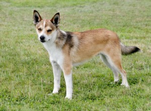 Lundehund norvégien :caractéristiques et soins de la race de chien