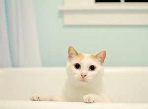 あなたの猫が浴槽でおしっこをしている場合の対処法 