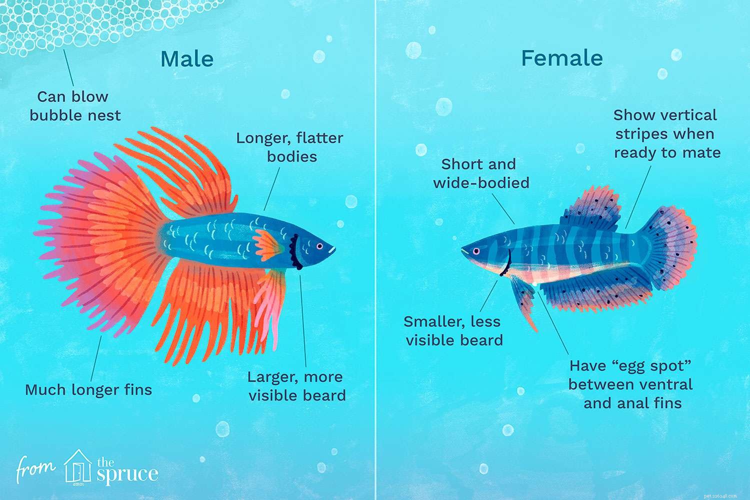 Bepalen of je betta-vis een jongen of een meisje is