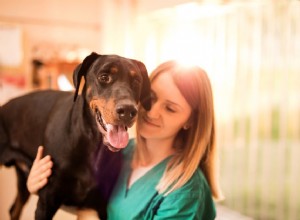 Maladie de von Willebrand chez le chien