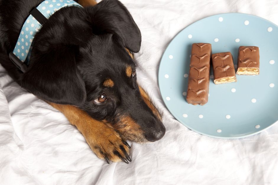 犬のチョコレート中毒を治療する方法 