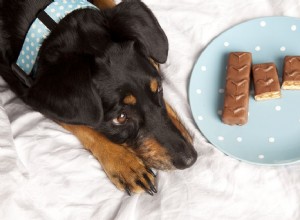 犬のチョコレート中毒を治療する方法 