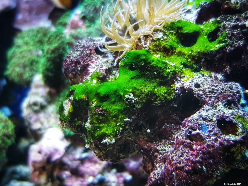 Cyanobactéries ou algues bleu-vert dans un aquarium