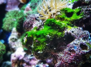 水族館のシアノバクテリアまたは青緑色の藻 