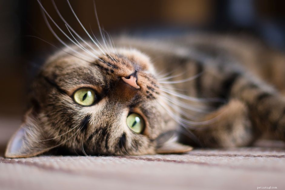 Ontdek de bronnen van uw kattenpersoonlijkheid
