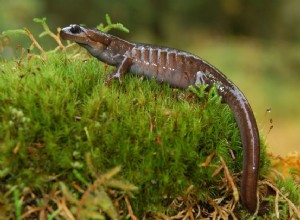 Noms pour les salamandres et les tritons