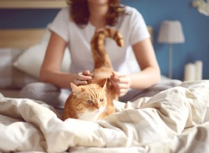 Virus kočičí imunodeficience u koček