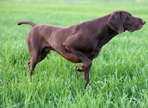 Pointeur :Caractéristiques et soins des races de chiens