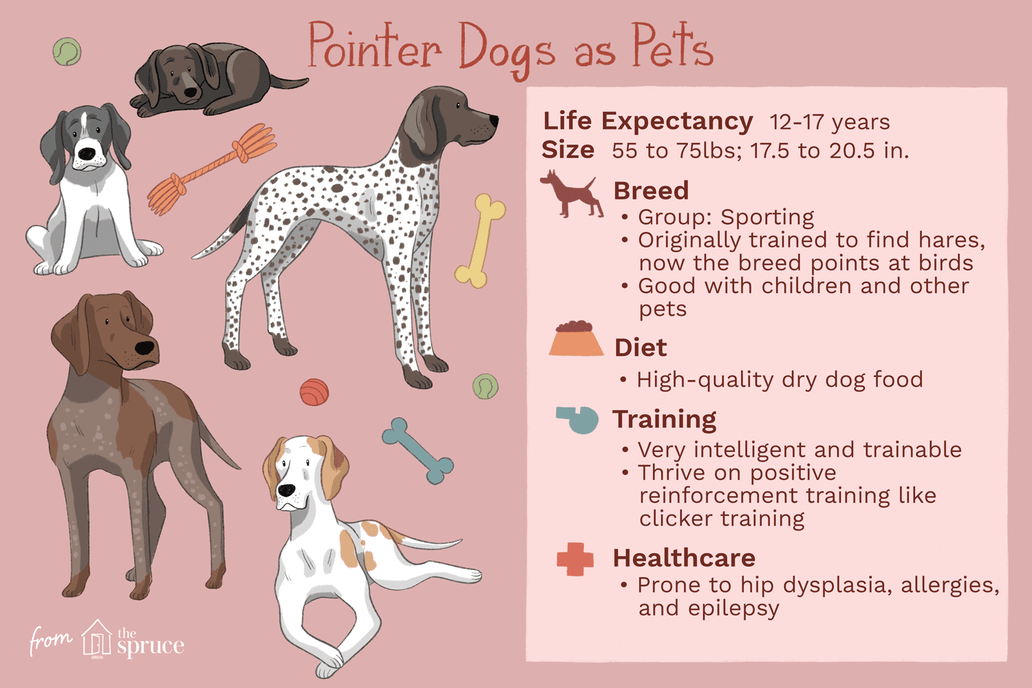 Pekare:Hundrasens egenskaper och skötsel