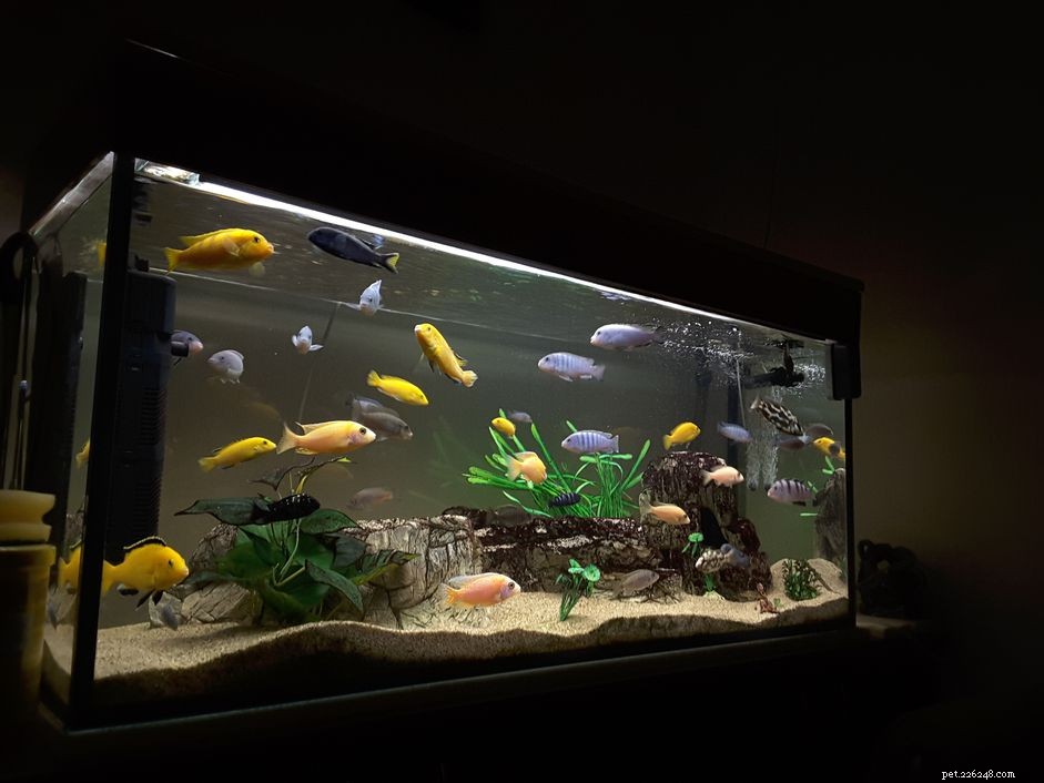 Compreendendo a iluminação do aquário de água doce