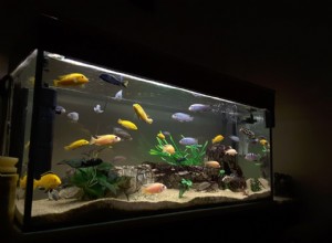 Comprendre l éclairage d un aquarium d eau douce