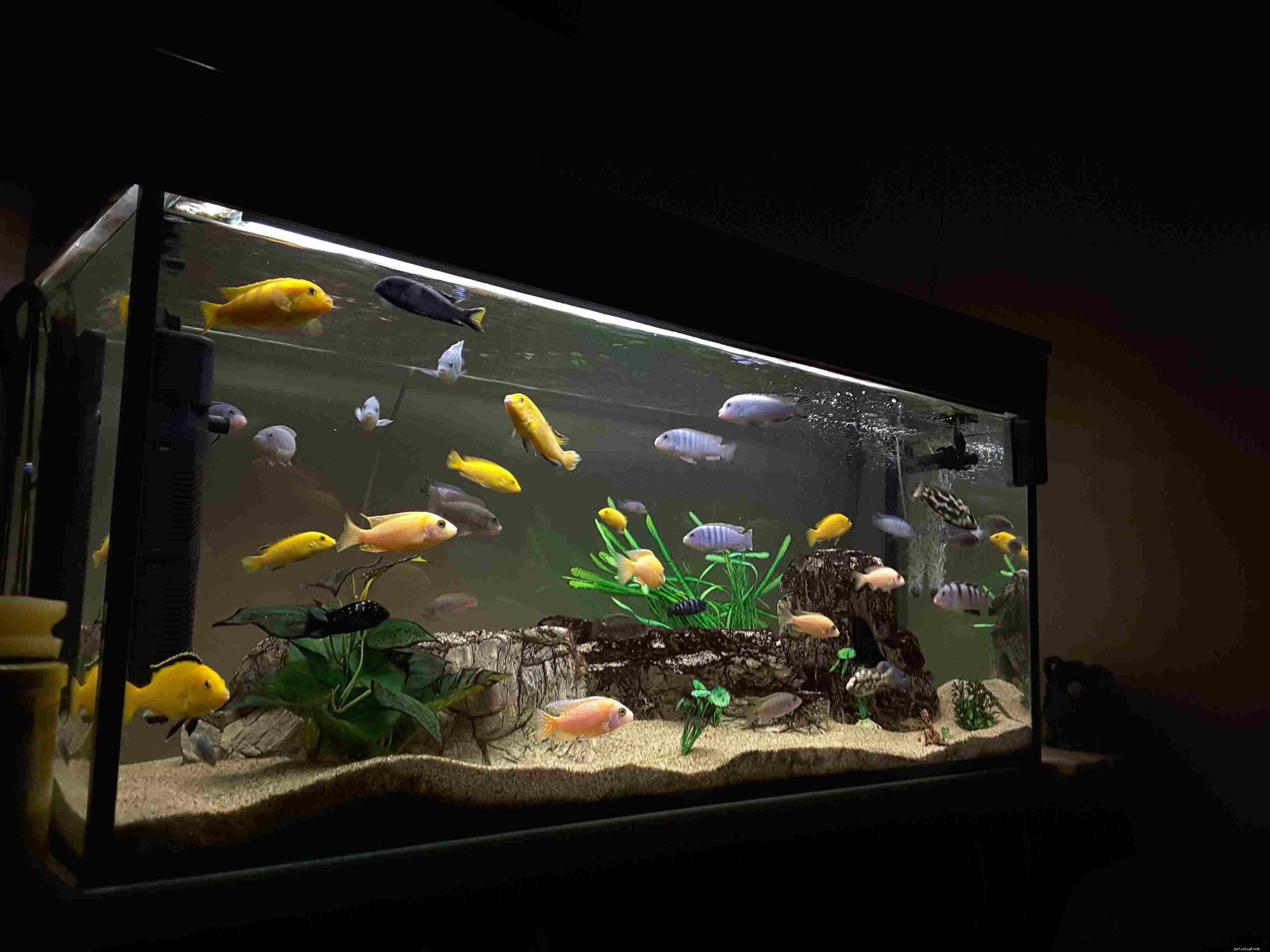 Общие сведения об освещении пресноводных аквариумов