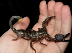 Noms d animaux exotiques pour les scorpions