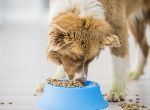 Symptômes et traitement de la salmonelle