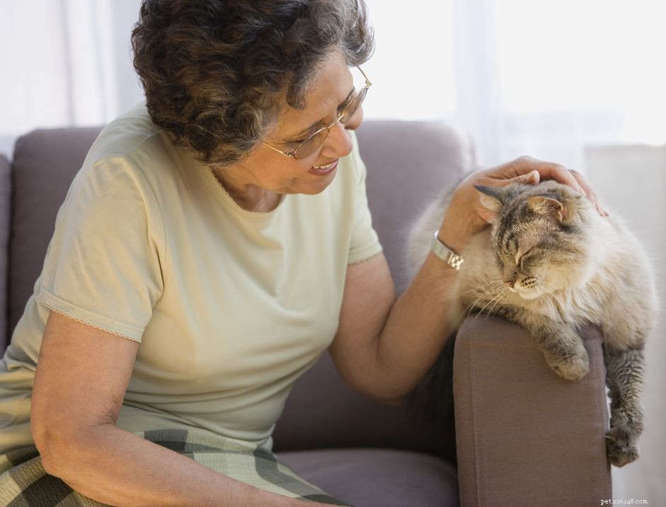 Znaky, že vaše kočka stárne a kdy navštívit veterináře