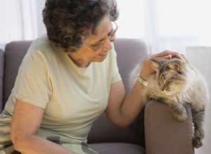 あなたの猫が老化している兆候と獣医を見る時期 