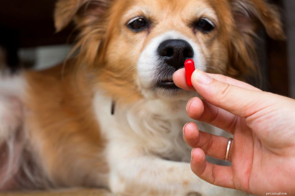 Безопасен ли имодиум для собак?