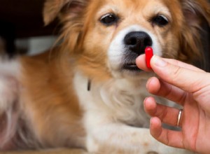 Imodium은 개에게 안전한가요?