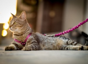 Des solutions sûres pour les chats d intérieur qui veulent sortir