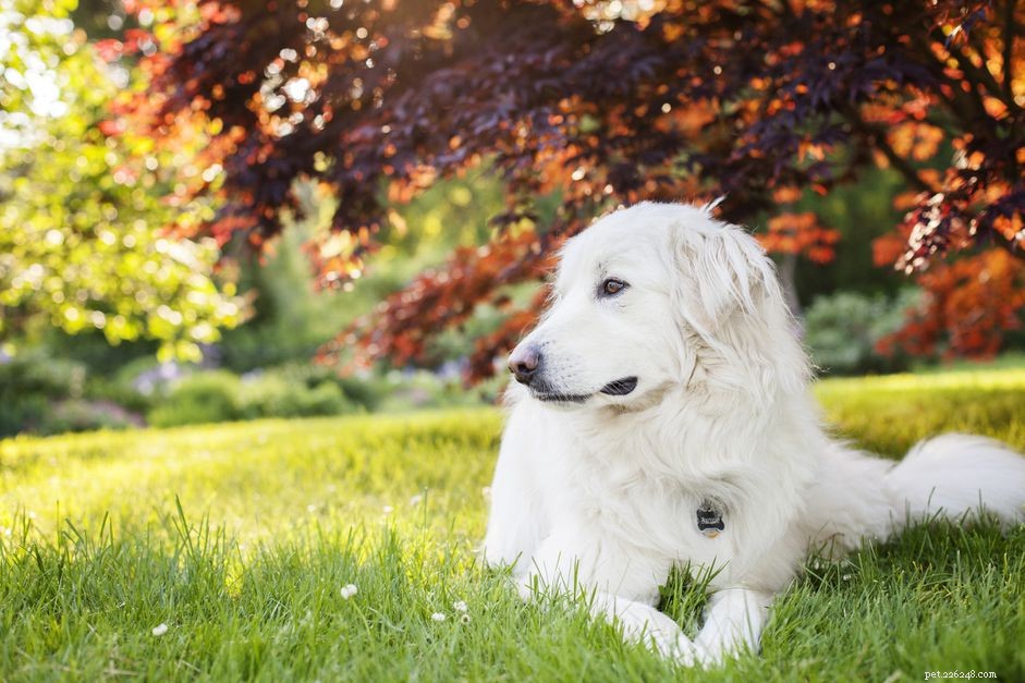 Великие Пиренеи (Pyr):характеристики породы собак и профиль ухода