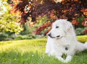 Grandes Pyrénées (Pyr) :caractéristiques des races de chiens et profil de soins