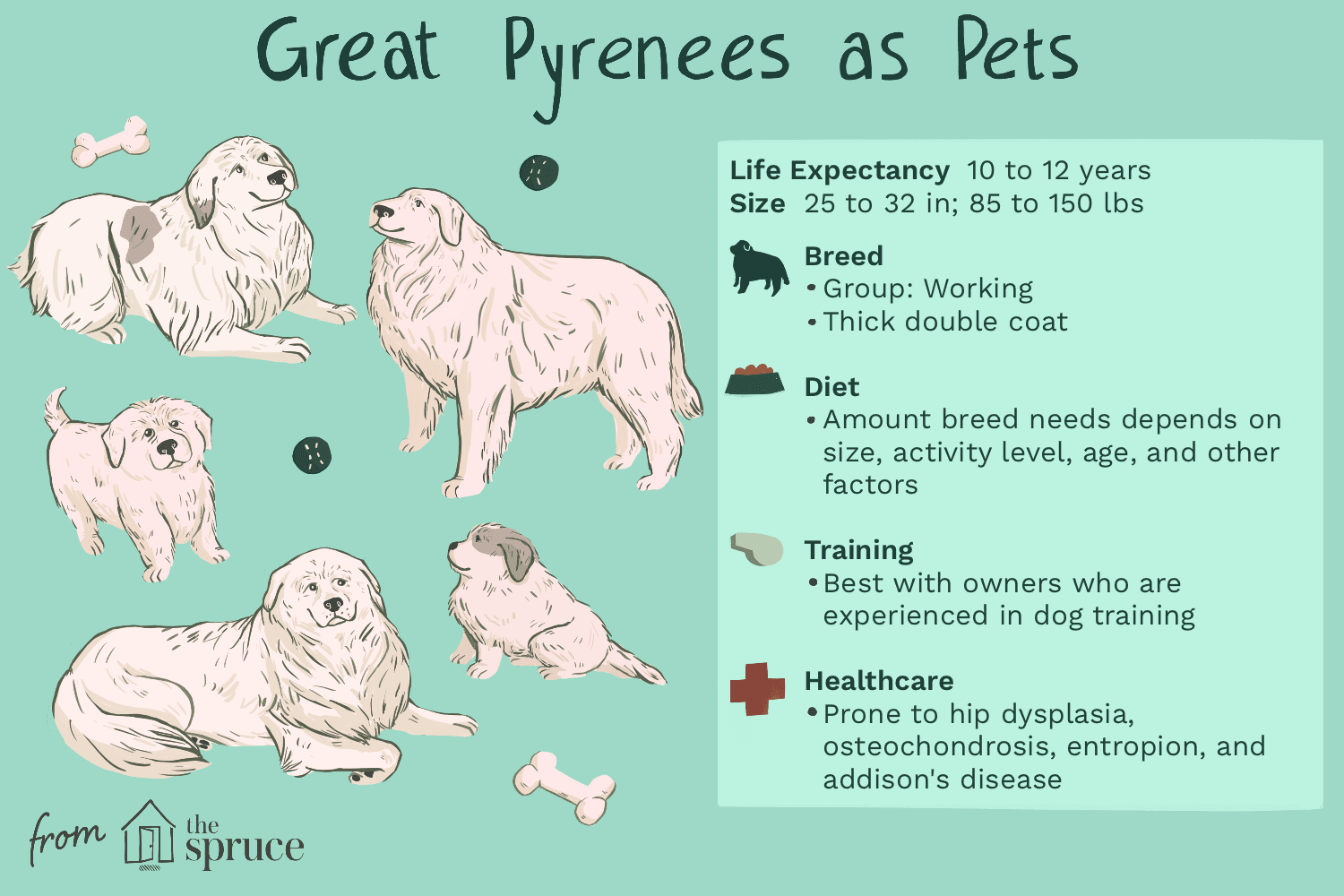 Grandes Pyrénées (Pyr) :caractéristiques des races de chiens et profil de soins