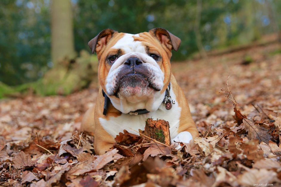 Bulldog (buldogue inglês):características e cuidados da raça do cão