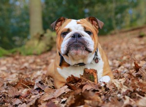 Bulldog (Bulldog anglais) :caractéristiques et soins de la race de chien