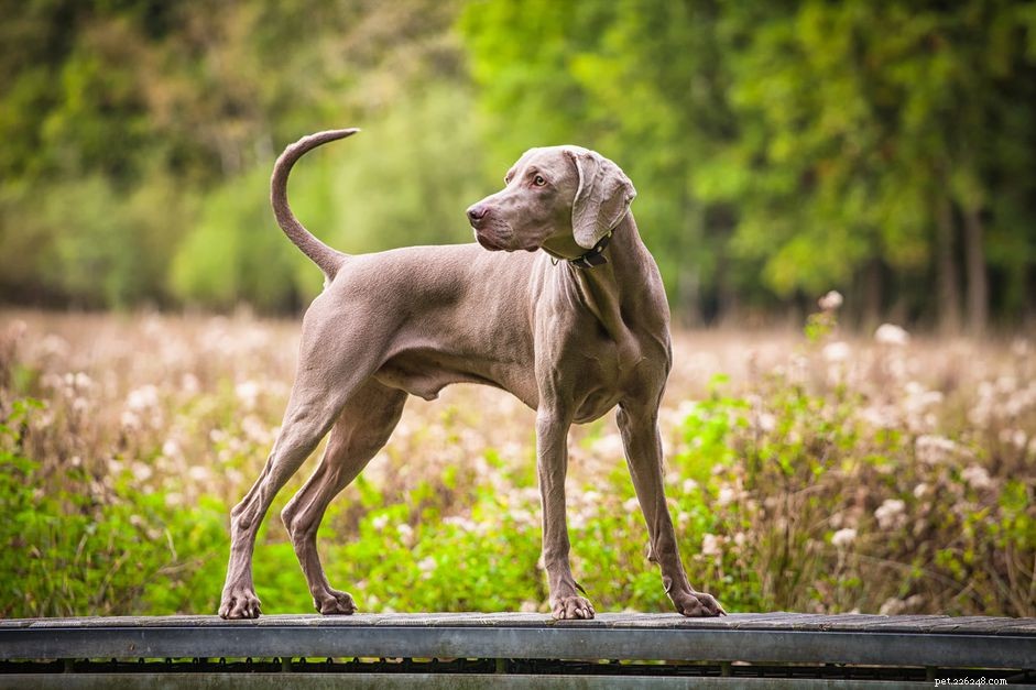Веймаранер:характеристики породы собак и уход за ними