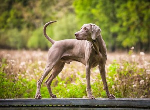 ワイマラナー：犬の品種の特徴とケア 