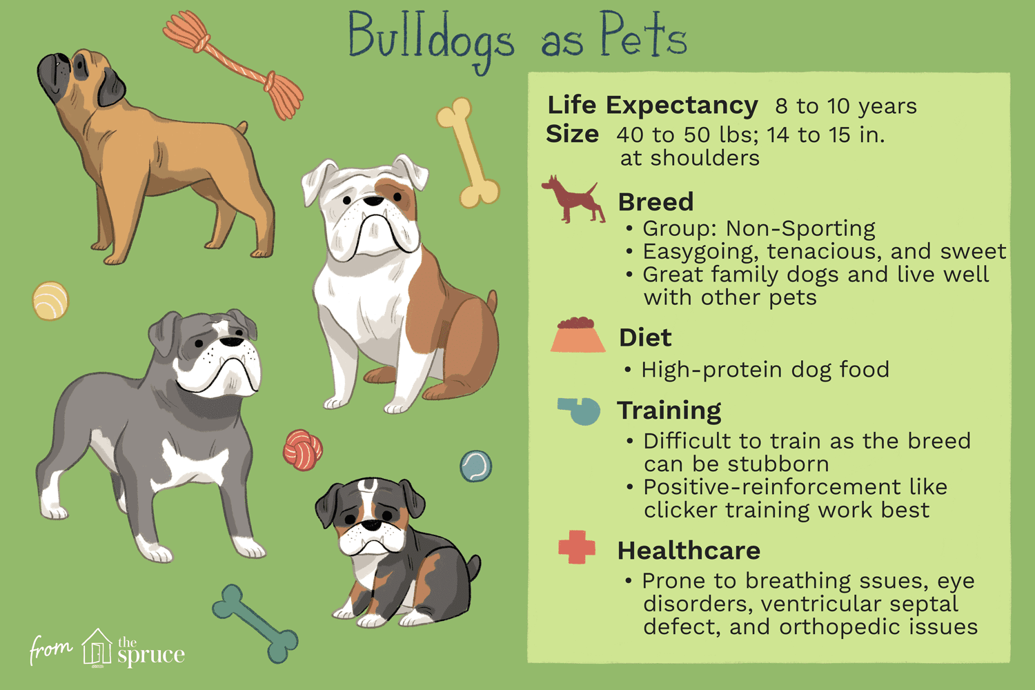 Бульдог (английский бульдог):характеристики породы собак и уход за ними