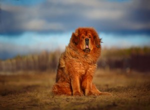 チベタンマスティフ：犬の品種の特徴とケア 