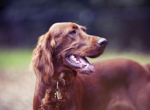 4種類のセッター犬種 