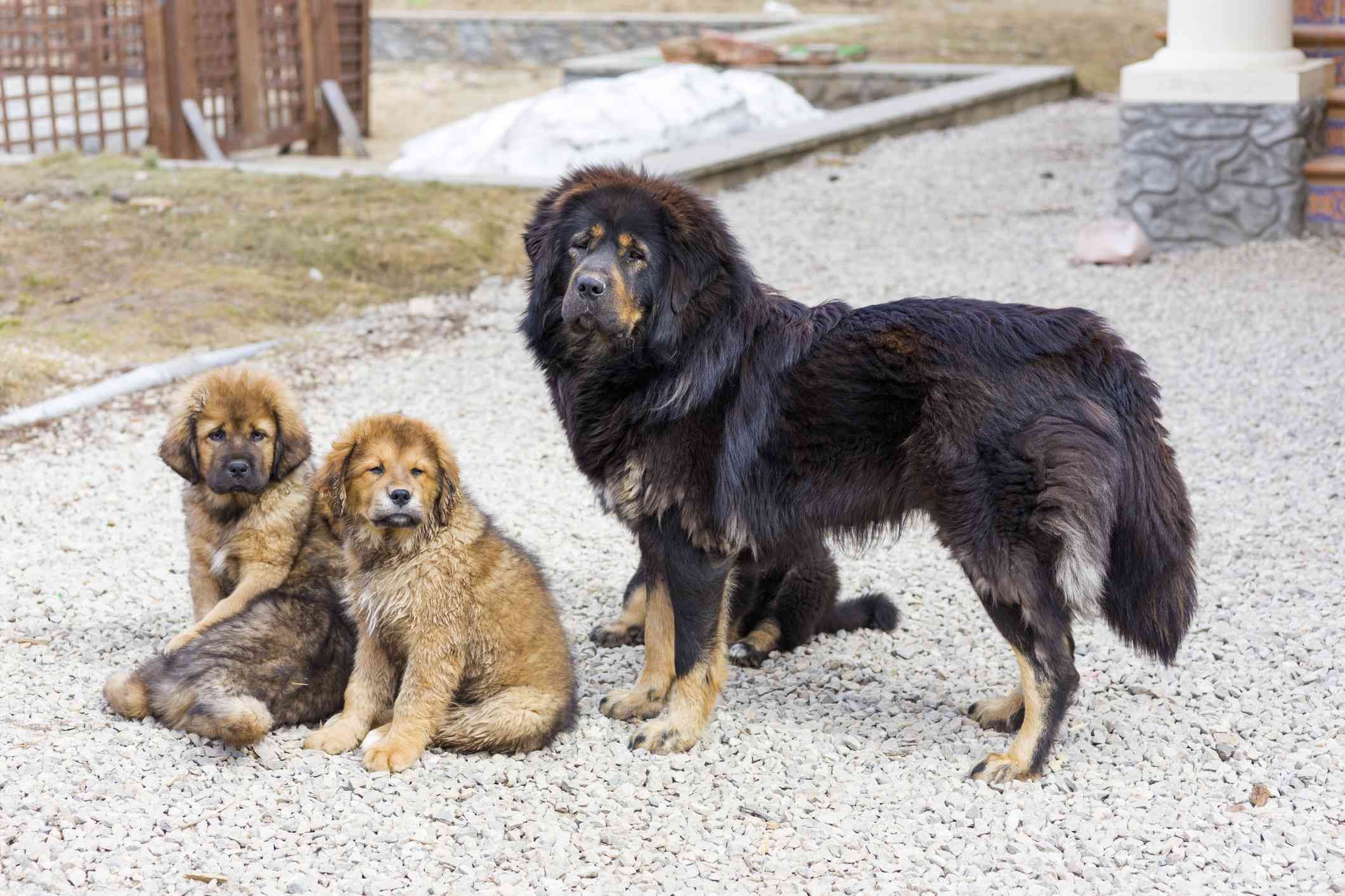 チベタンマスティフ：犬の品種の特徴とケア 