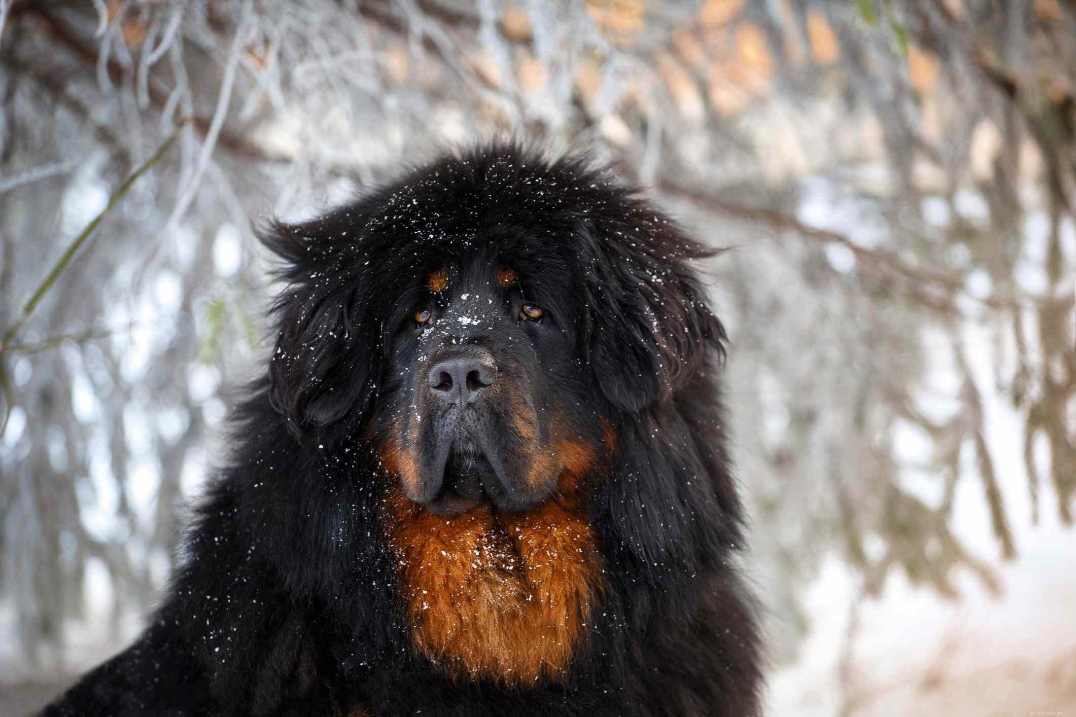 Тибетский мастиф:характеристики породы собак и уход