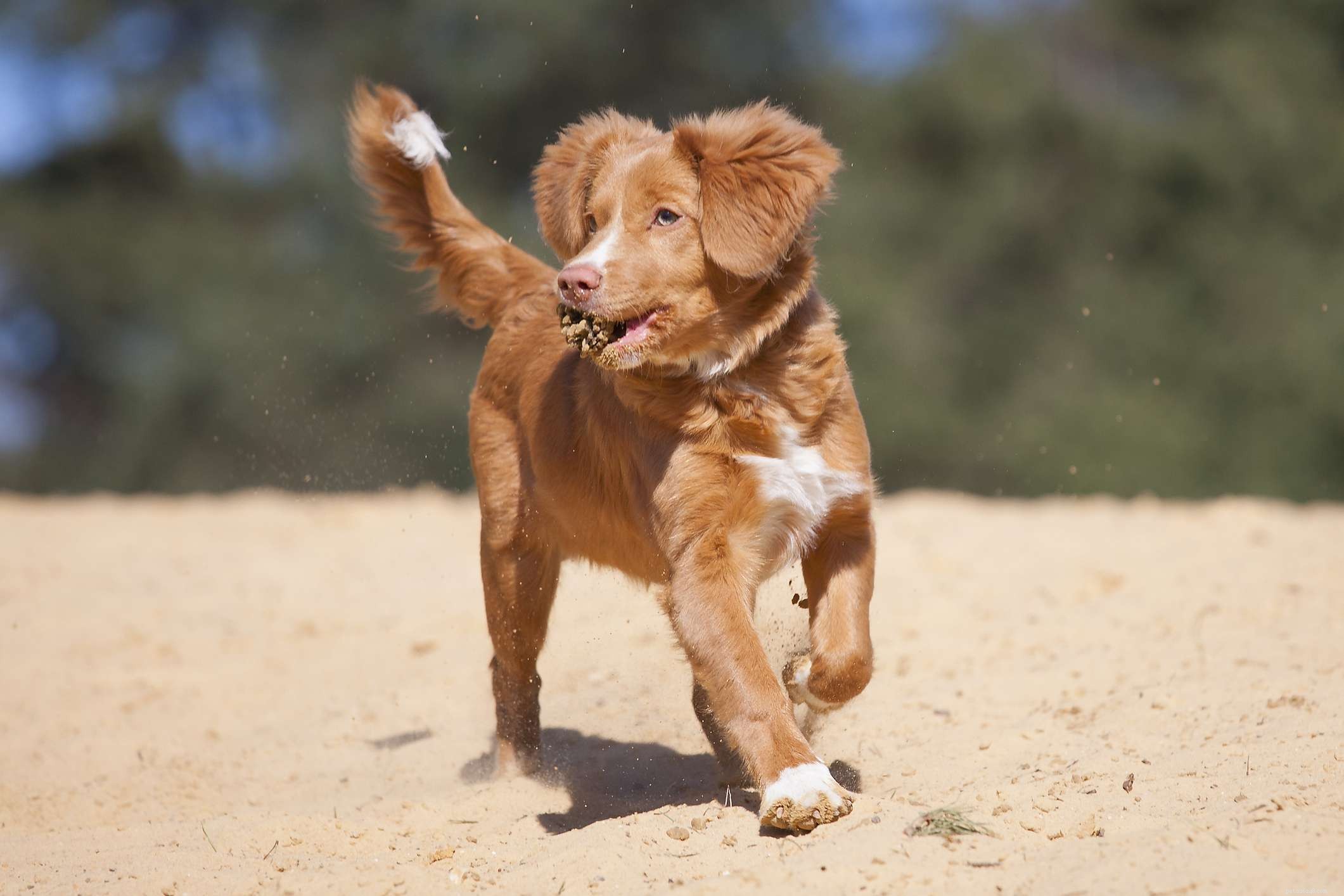 6 raças de cães que são retrievers