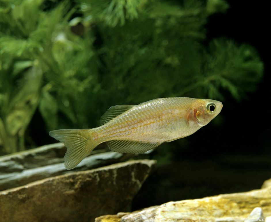 Profil d espèce de poisson Pearl Danio