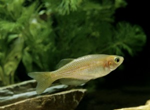 Profil druhů ryb Pearl Danio