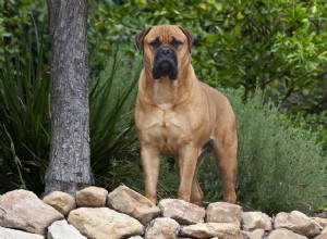 Bullmastiff:características e cuidados da raça do cão