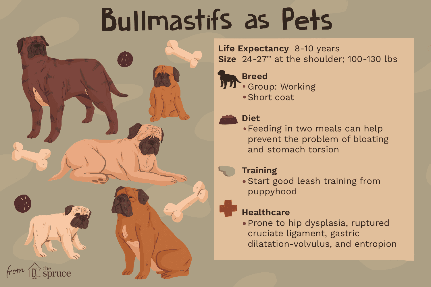 ブルマスティフ：犬の品種の特徴とケア 