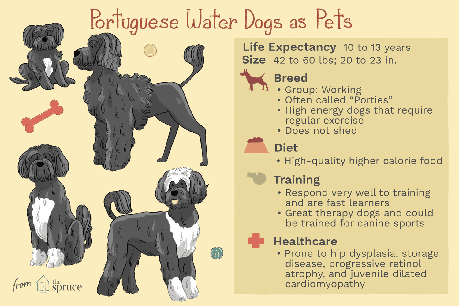 Portugese waterhond (Porties):kenmerken en verzorging van hondenrassen