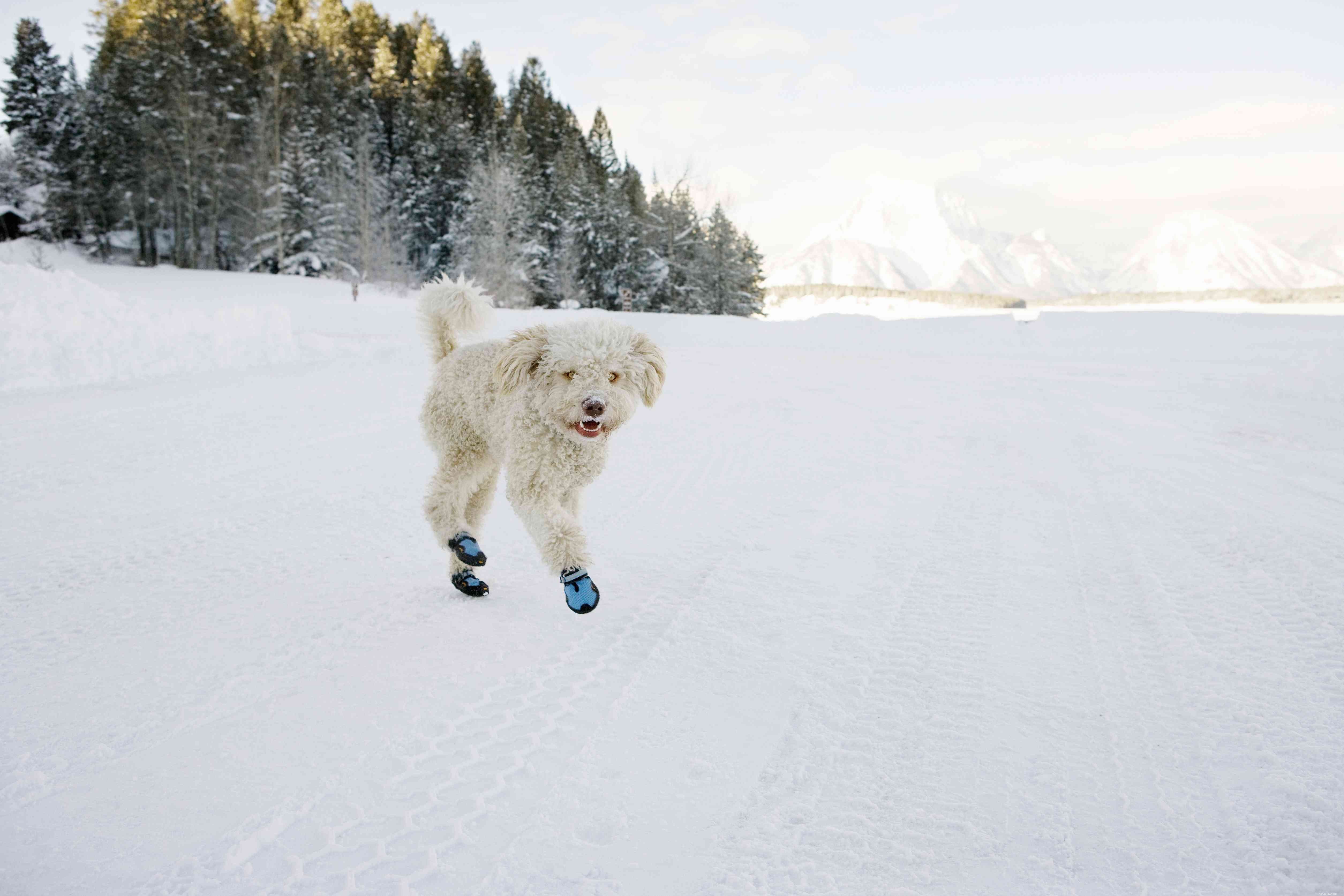 겨울에 시크하게 보이도록 강아지를 장식하는 5가지 방법