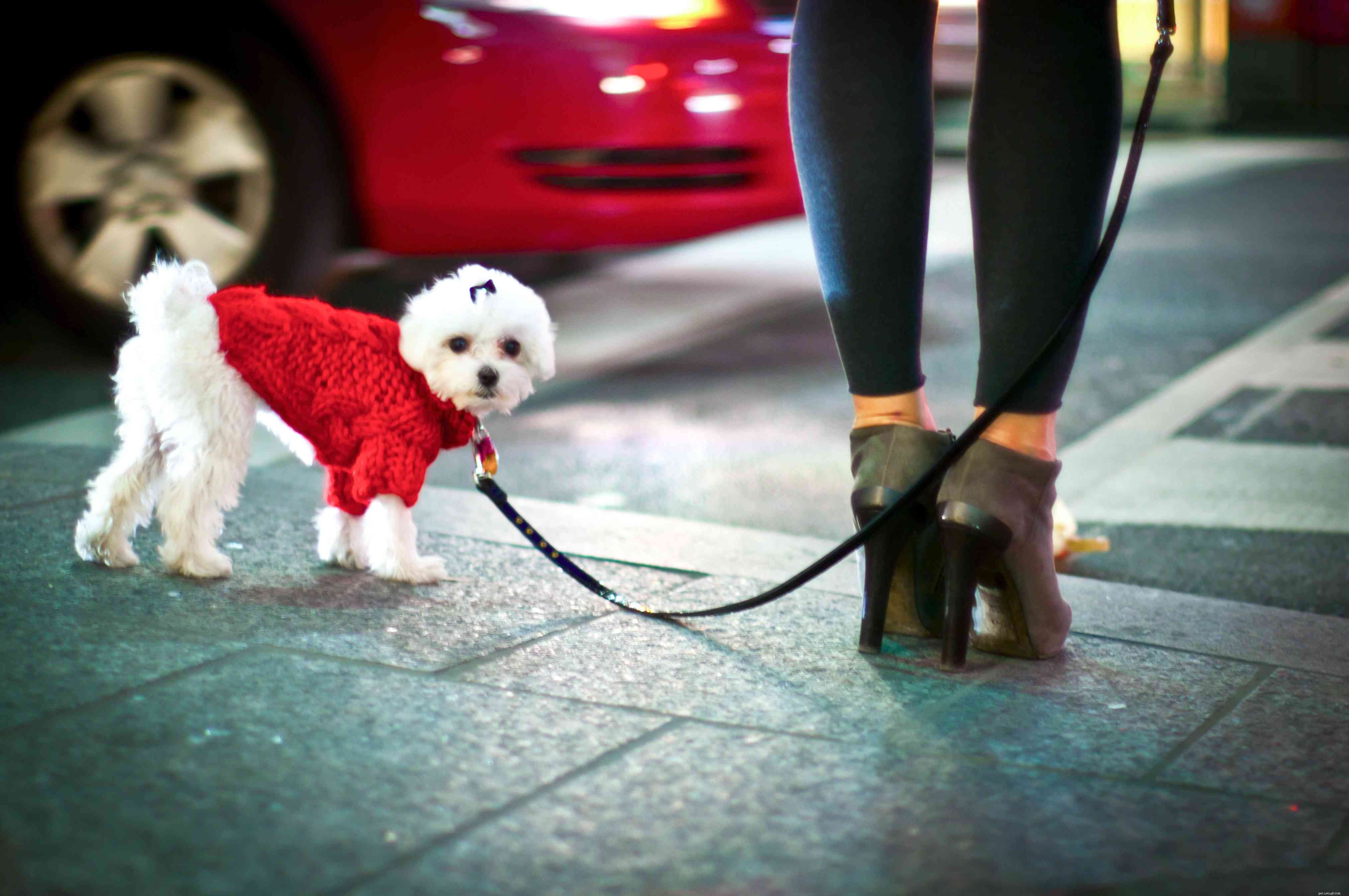 5 способов подобрать аксессуары для вашей собаки, чтобы она выглядела шикарно зимой 