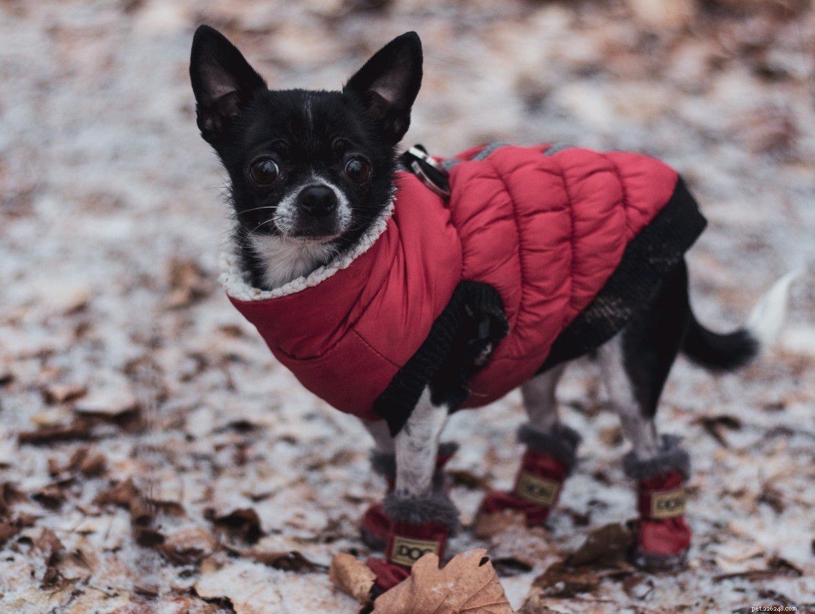 5 způsobů, jak svému psovi vylepšit, aby vypadal na zimu elegantně 