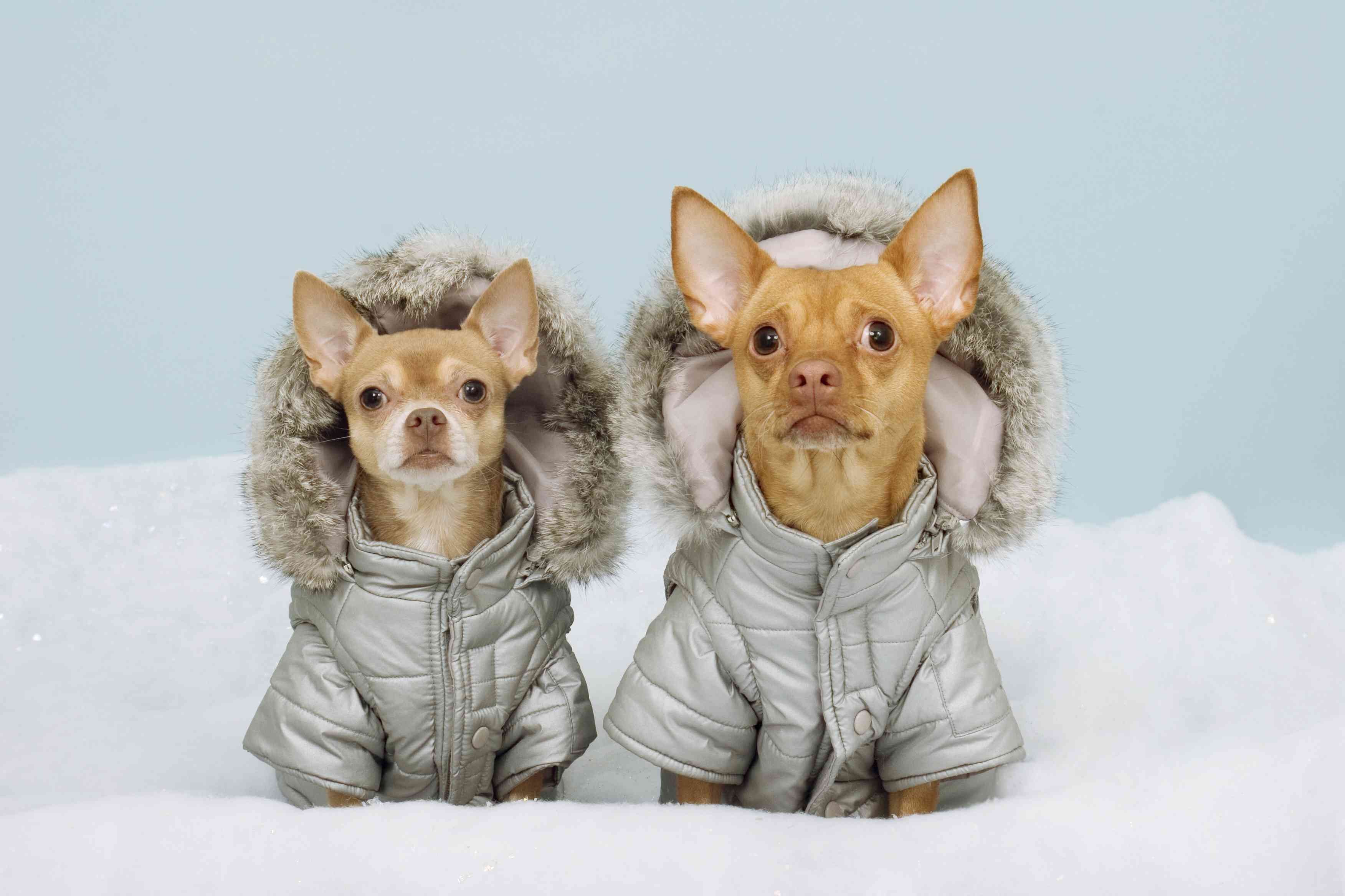 5 maneiras de usar acessórios para seu cão ficar chique no inverno 