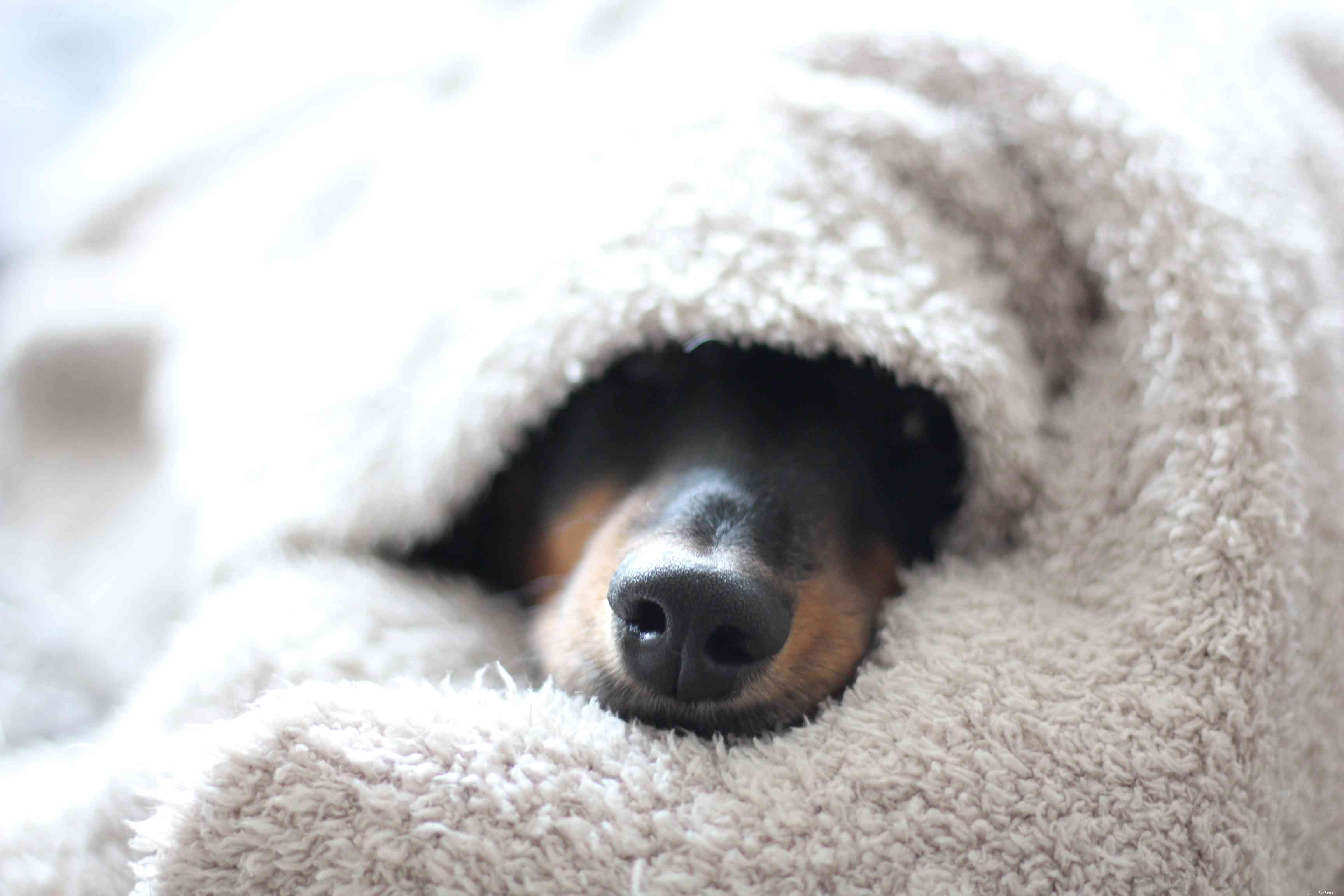 겨울에 시크하게 보이도록 강아지를 장식하는 5가지 방법
