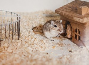 O que saber sobre como cuidar de seu animal de estimação pequeno em clima frio